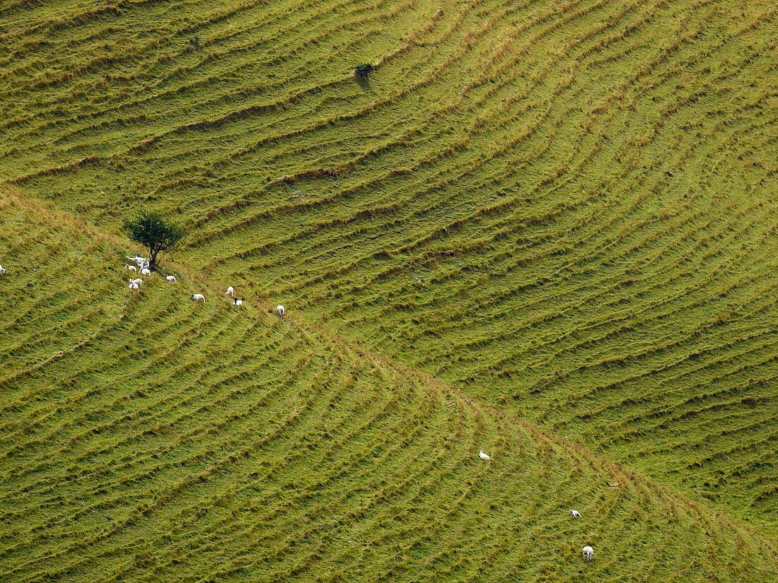Sheep grazing on steep slopes