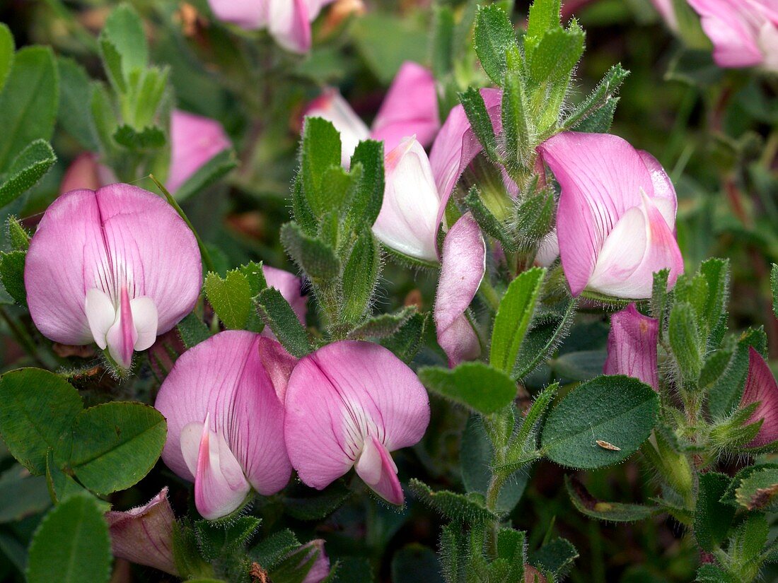 Common Restharrow (Ononis repens)