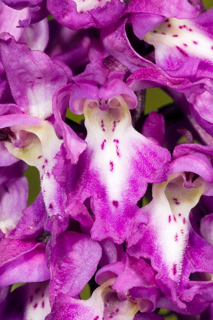 Early Purple Orchid (Orchis mascula)