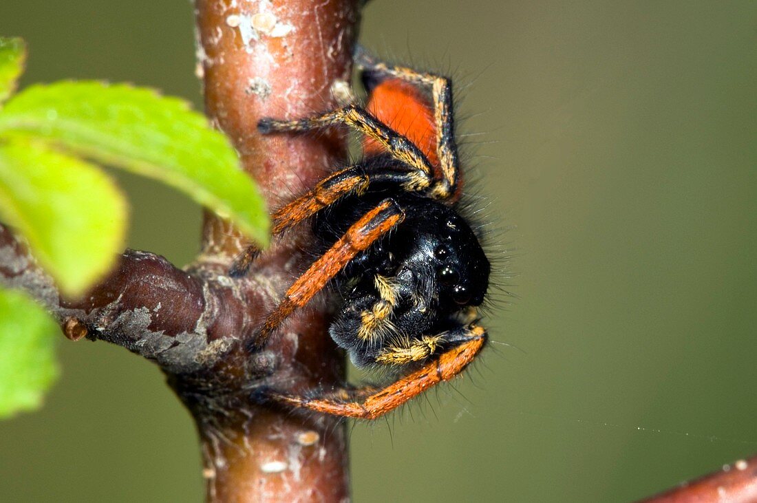 Jumping Spider