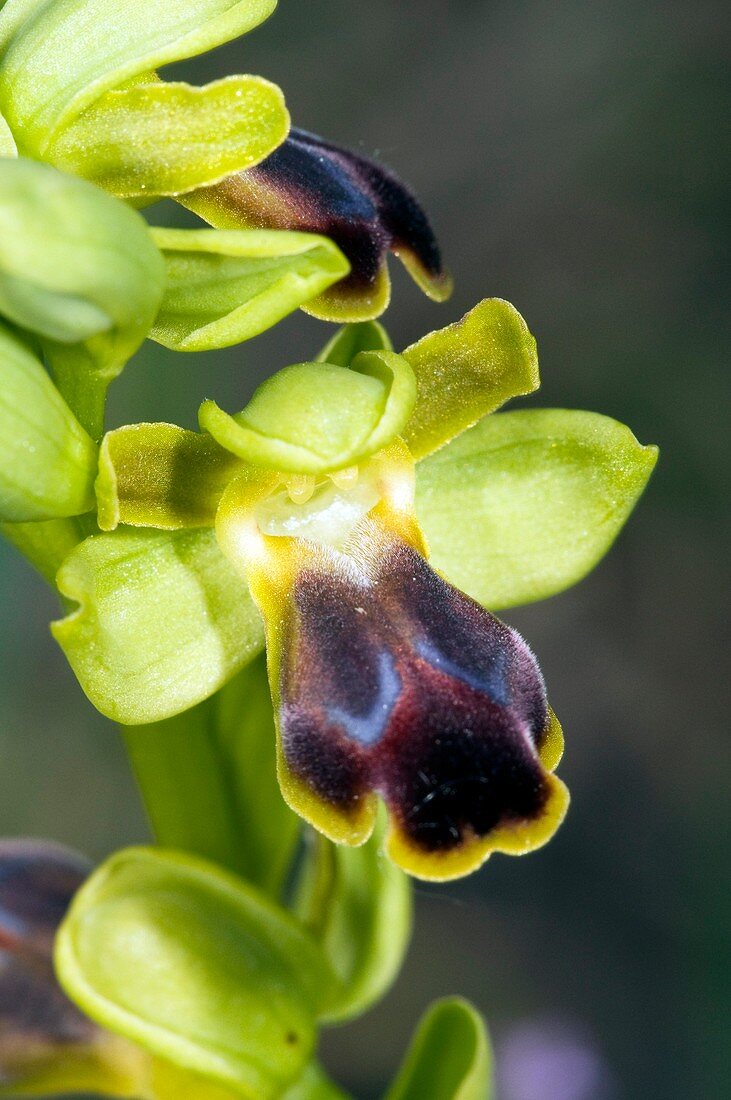 Dull Ophrys (Ophrys fusca)