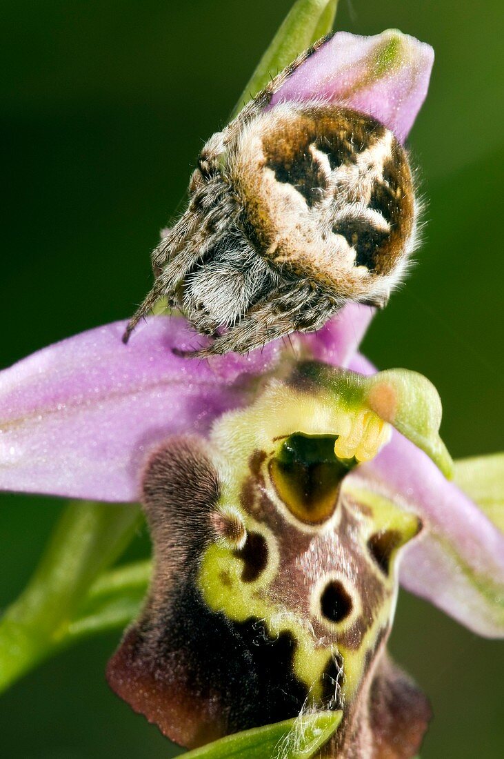 Late Spider Orchid (Ophrys fuciflora)