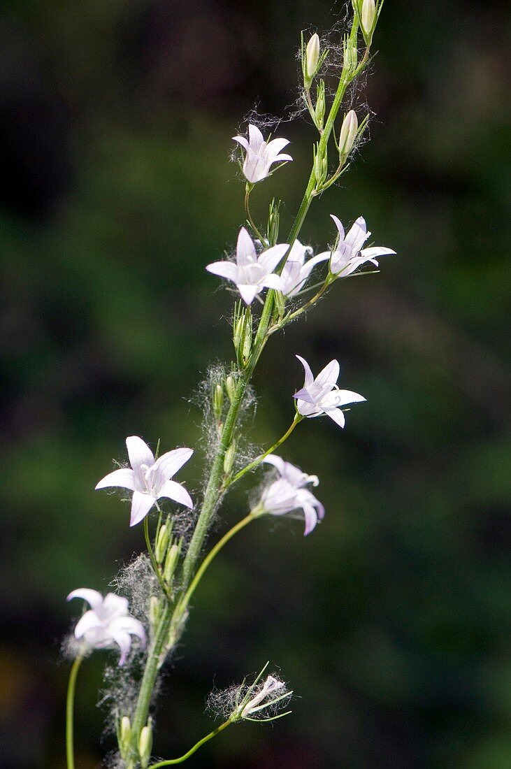 Rampion (Campanula rapunculus)