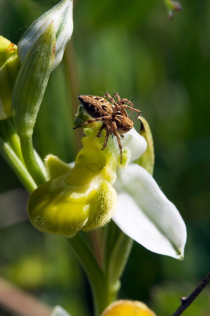 Ophrys apifera var chlorantha