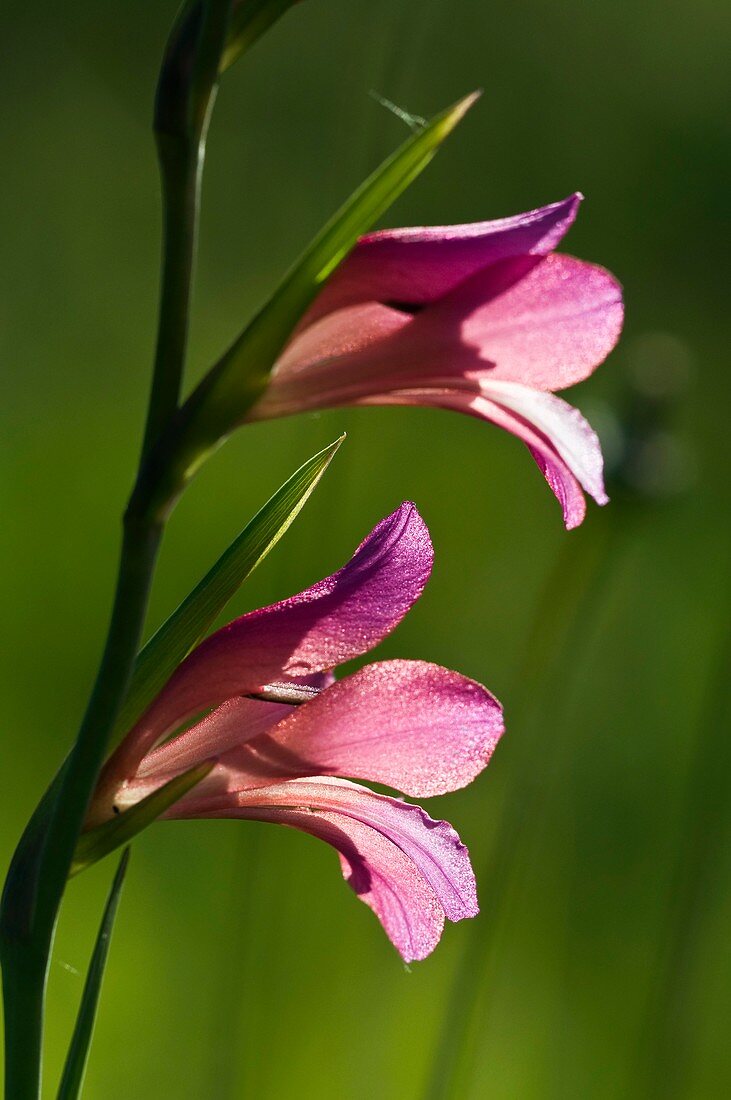 Gladiolus italicus syn. Gladiolus segetum
