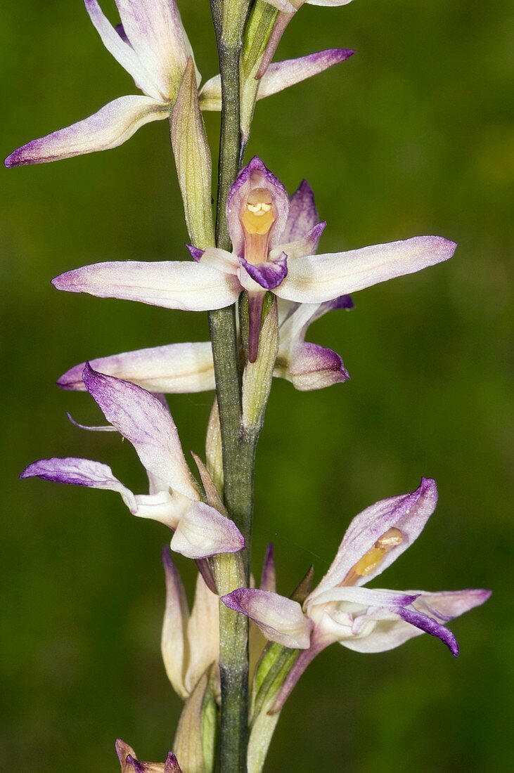 Violet Limodore (Limodorum abortiuvm)