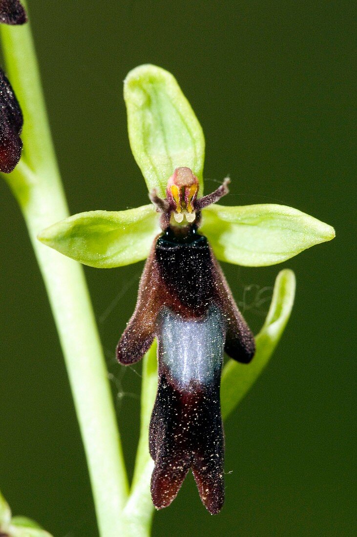 Fly Orchid (Ophrys insectifera)