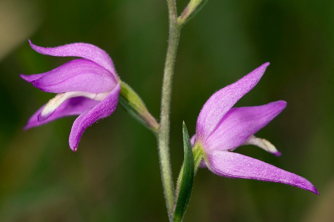 Red Heleborine (Cephalanthera rubra)