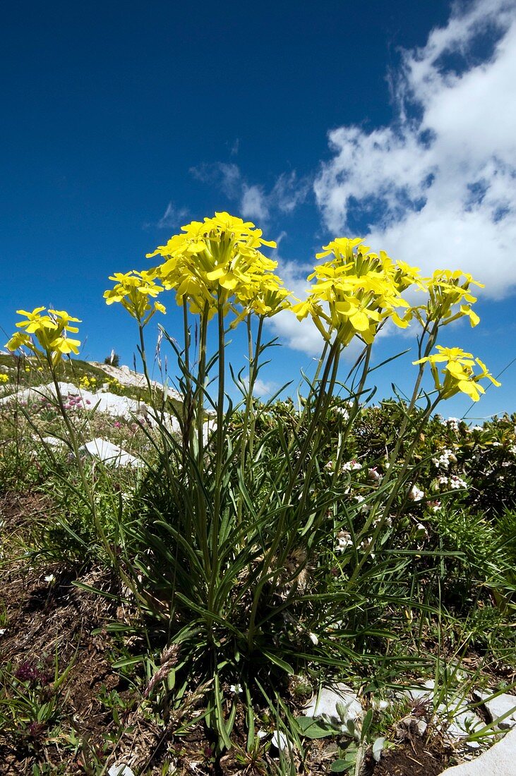 Erysimum pseudorhaeticum