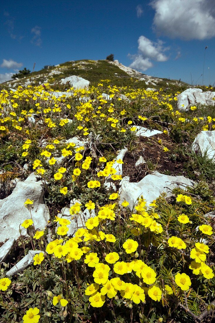 Hoary Rockrose (Helianthemum canum)