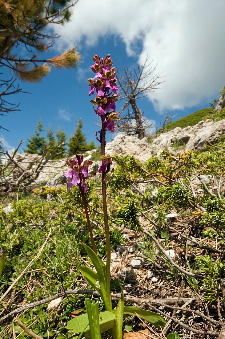 Spitzel's Orchid (Orchis spitzelii)