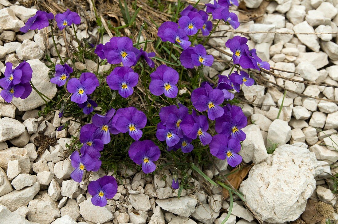 Eugenia's Pansy (Viola eugeniae)