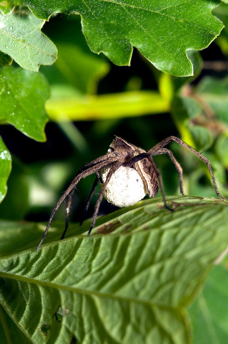 A female Wolf spider with egg