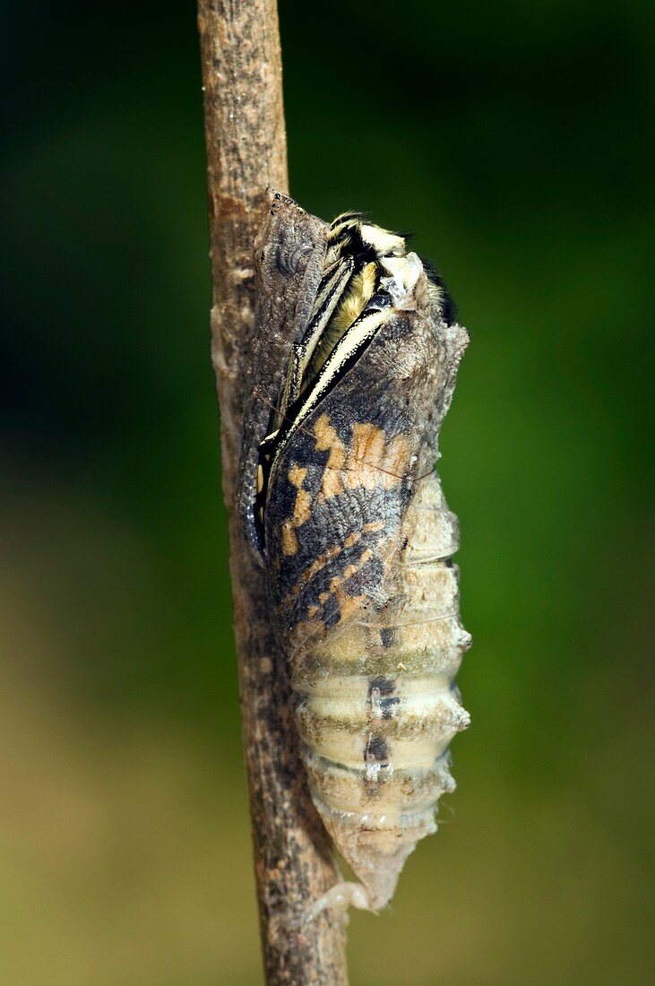 Common Swallowtail Chrysalis
