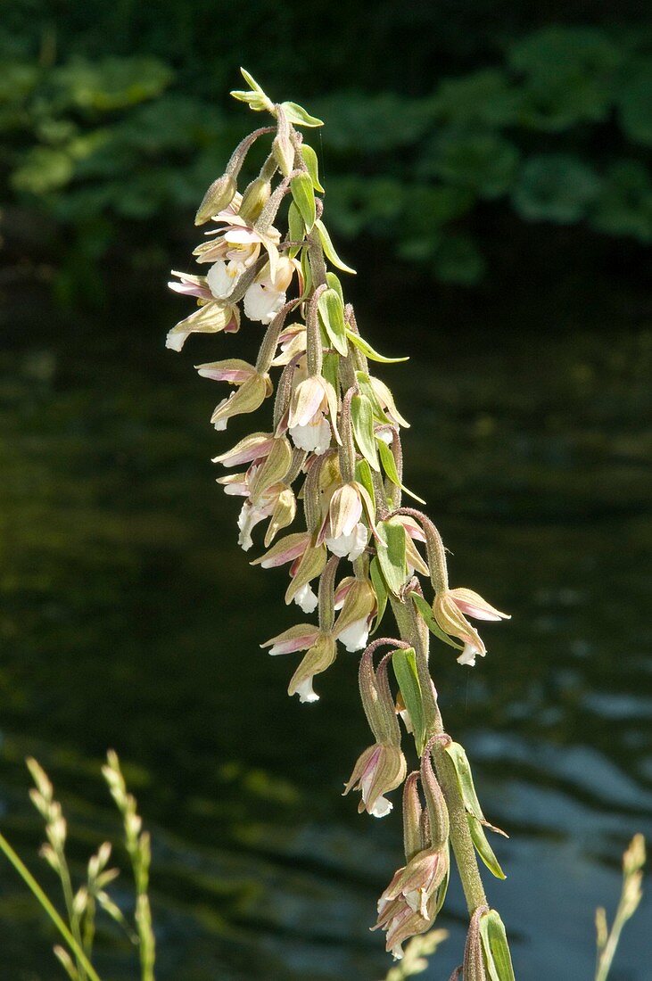 Marsh Helleborine (Epipactis palustris)