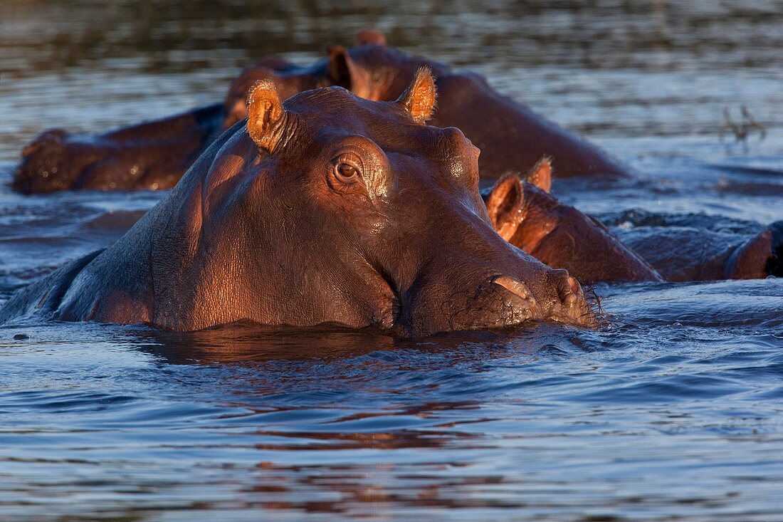 Pod of Hippopotamus