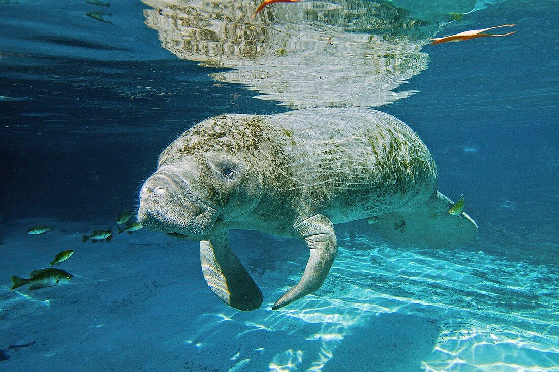 Florida manatee swimming