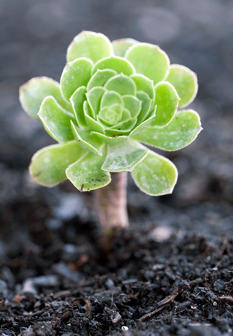 Aeonium plant