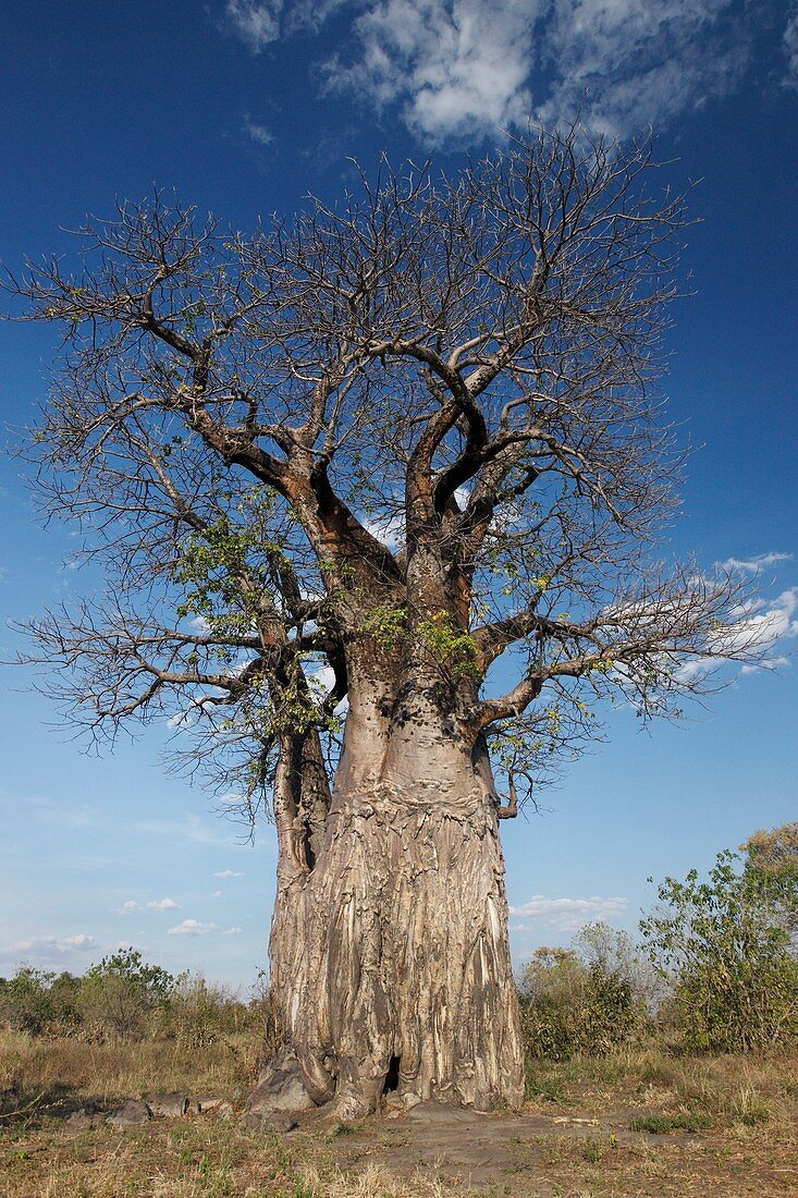 Baobab Tree (Adansonia digitata)