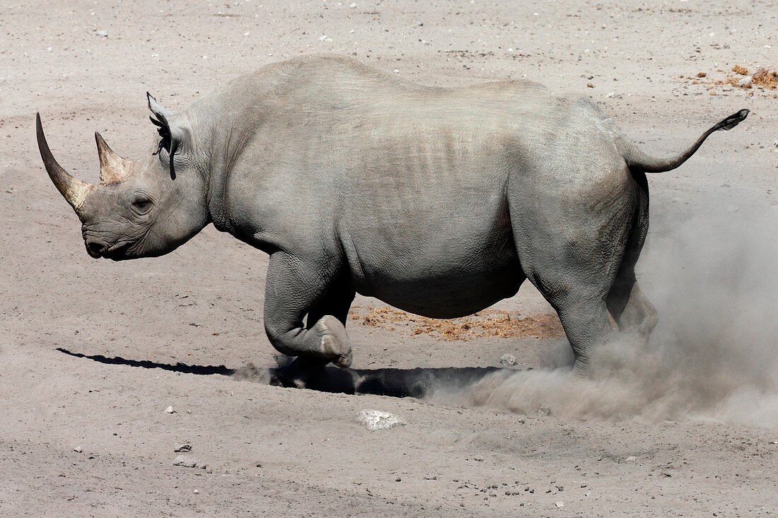 Black Rhinoceros