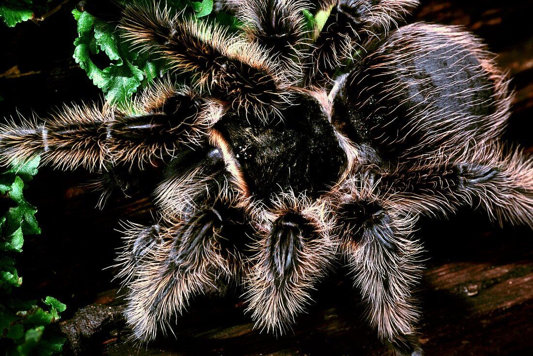 Curly-hair tarantula