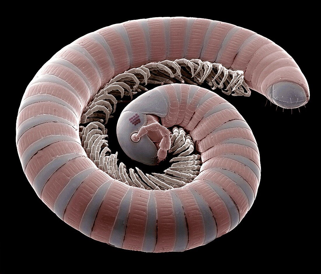 Millipede,SEM