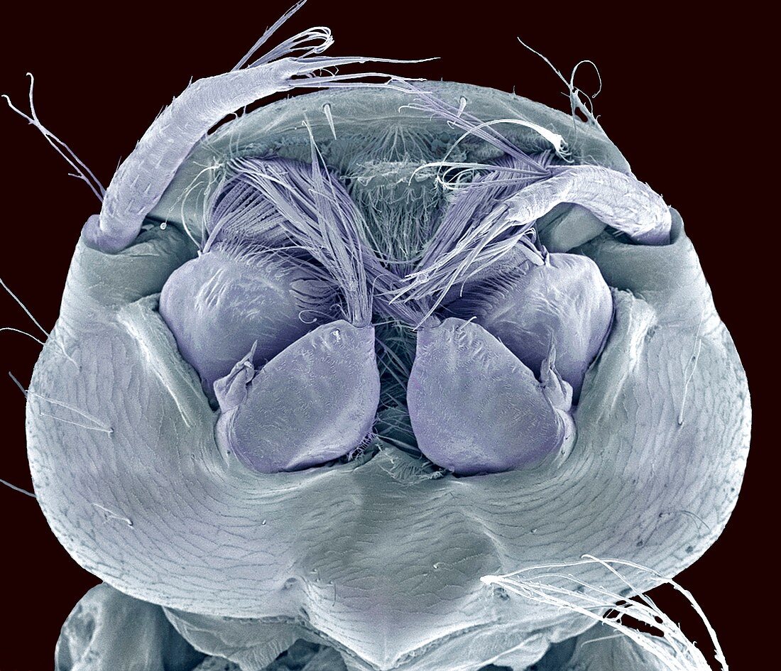 Mosquito larva head,SEM