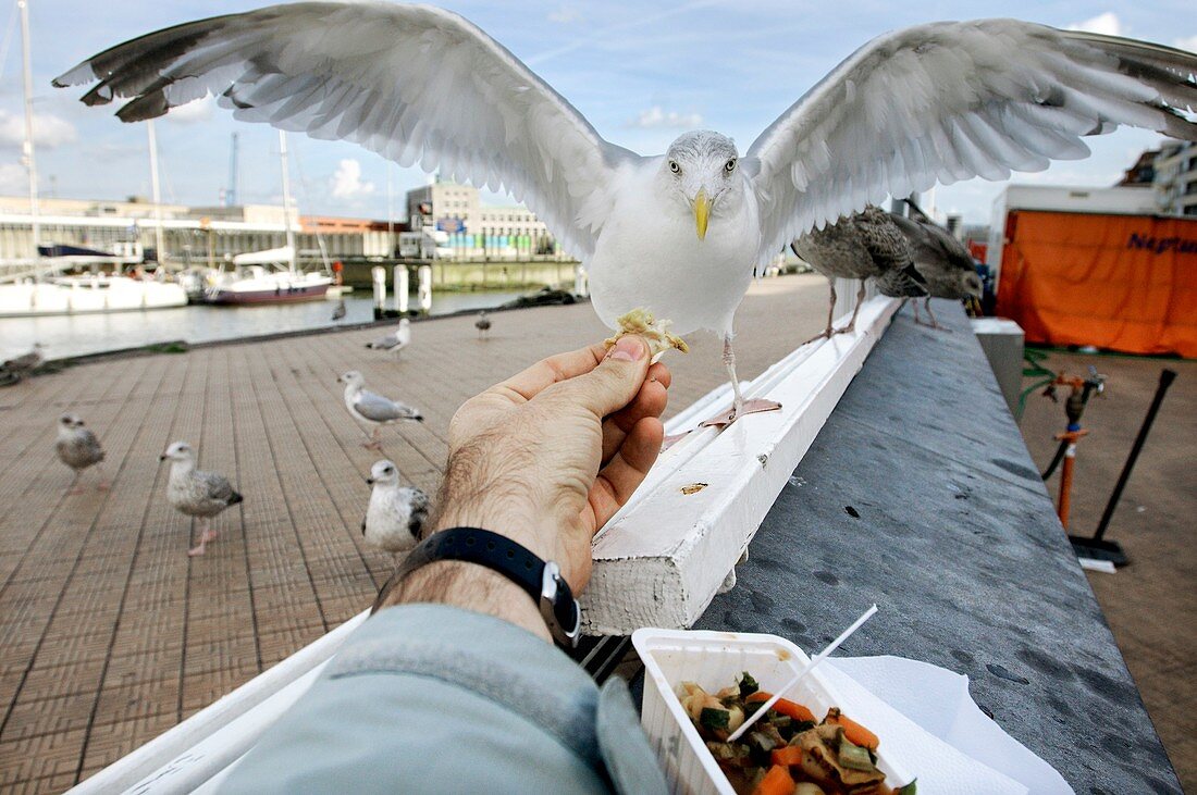 Tourist feeding sea gulls