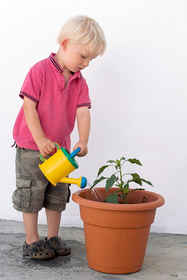 Boy watering a potted plant