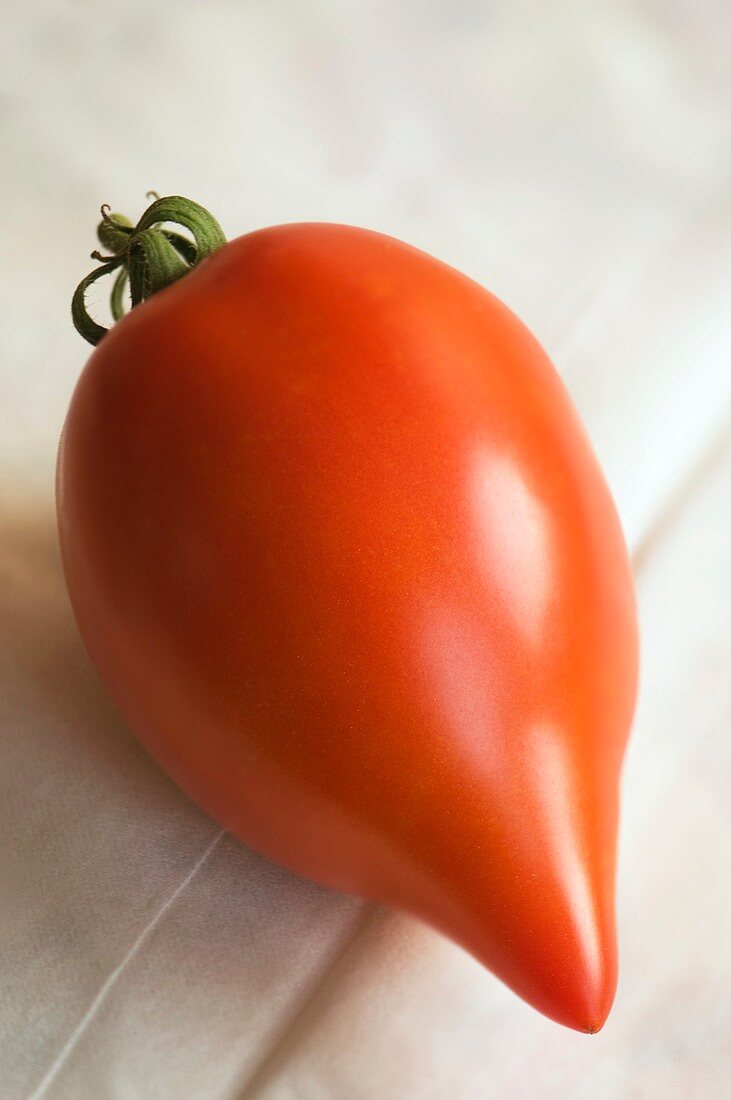 Tomato (Solanum lycopersicon)