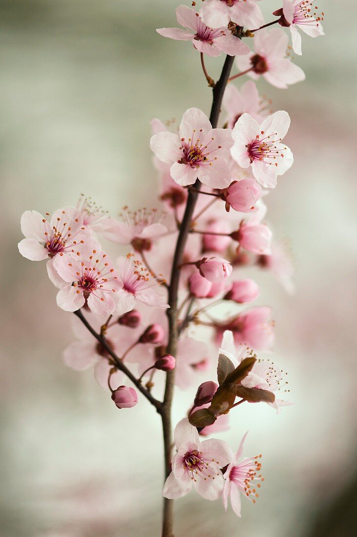 Cherry Plum (Prunus ceracifera)