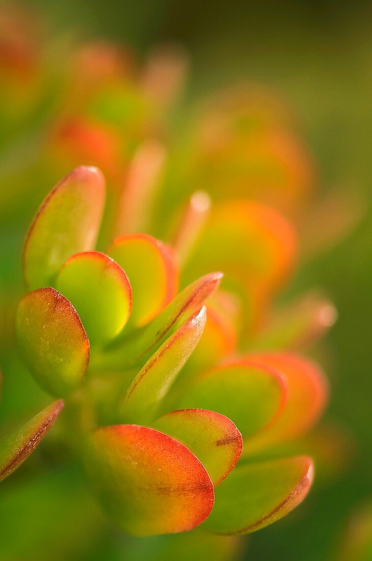 Succulent