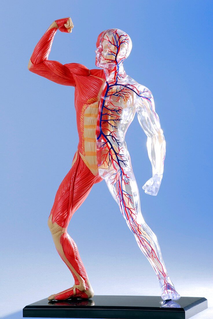 Human body,anatomical model