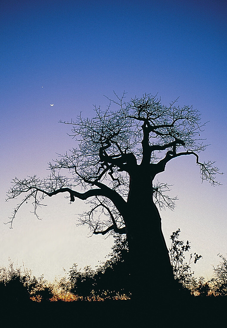 Moon,Venus,and Baobab