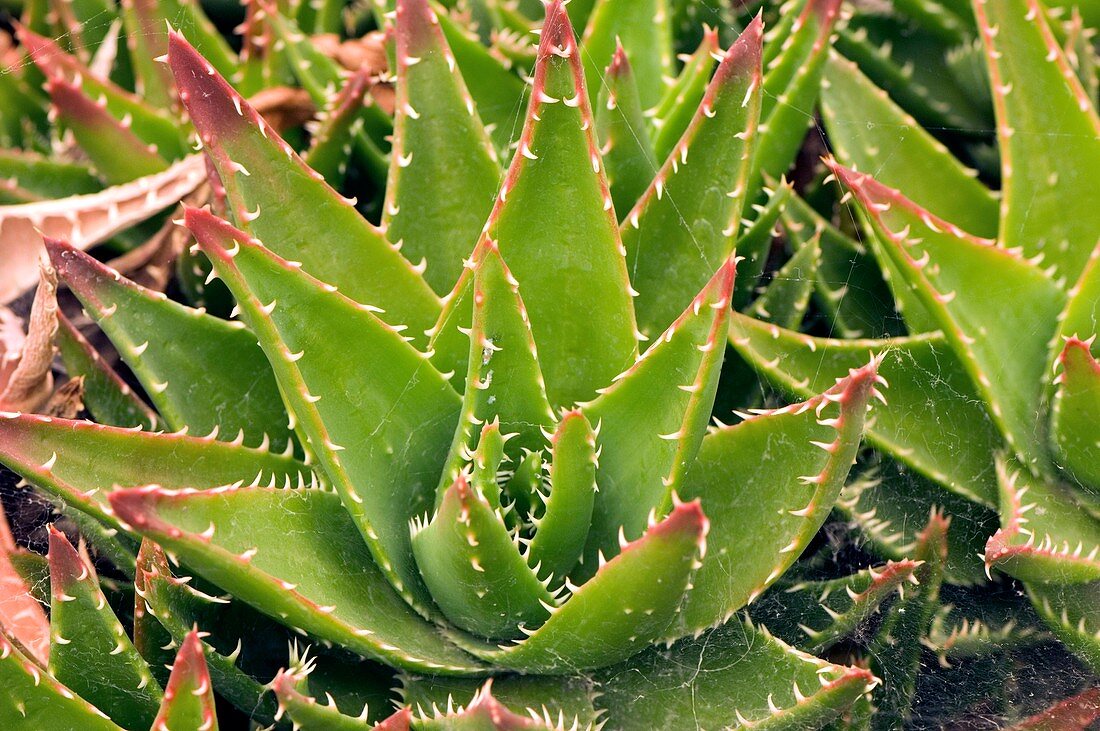 Aloe brevifolia