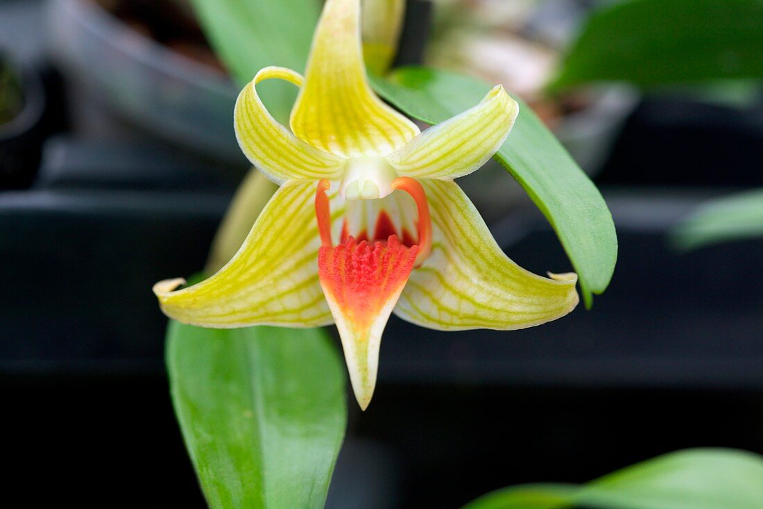 Orchid (Dendrobium Peng Seng)