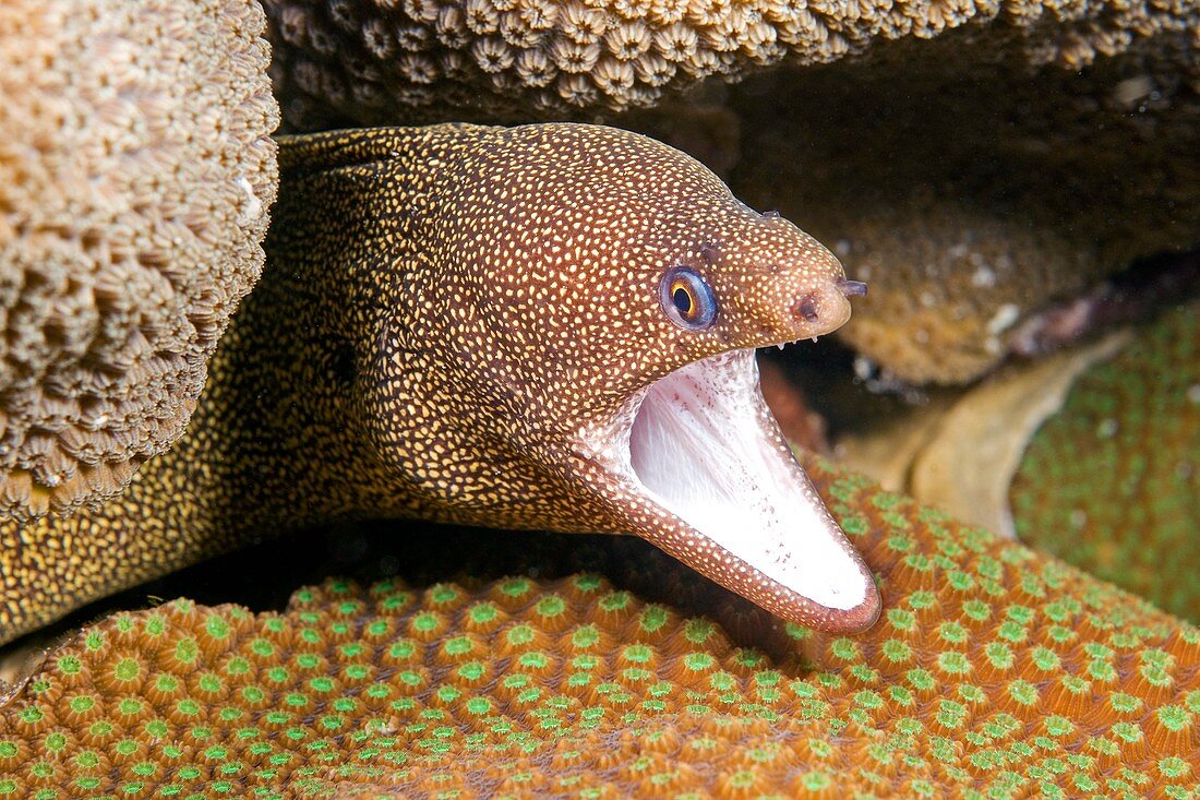 Goldentail moray eel