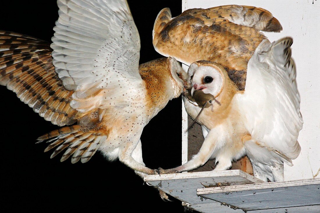 Barn owls feeding on a rat