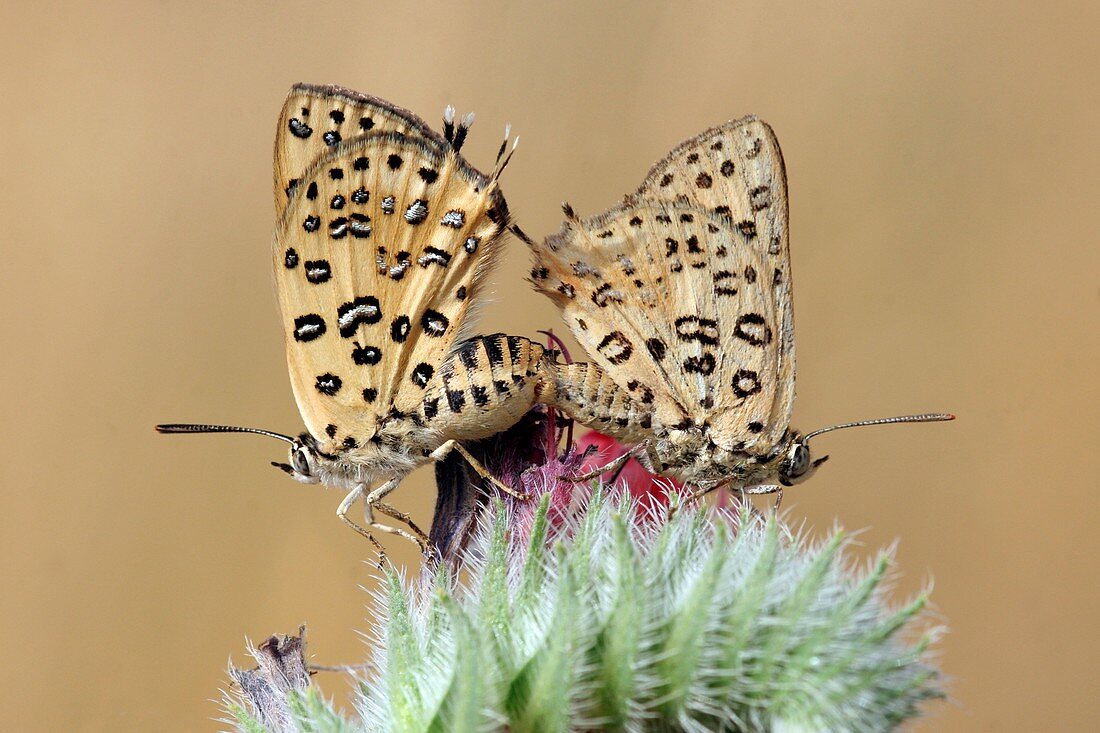 Apharitis cilissa butterflies mating