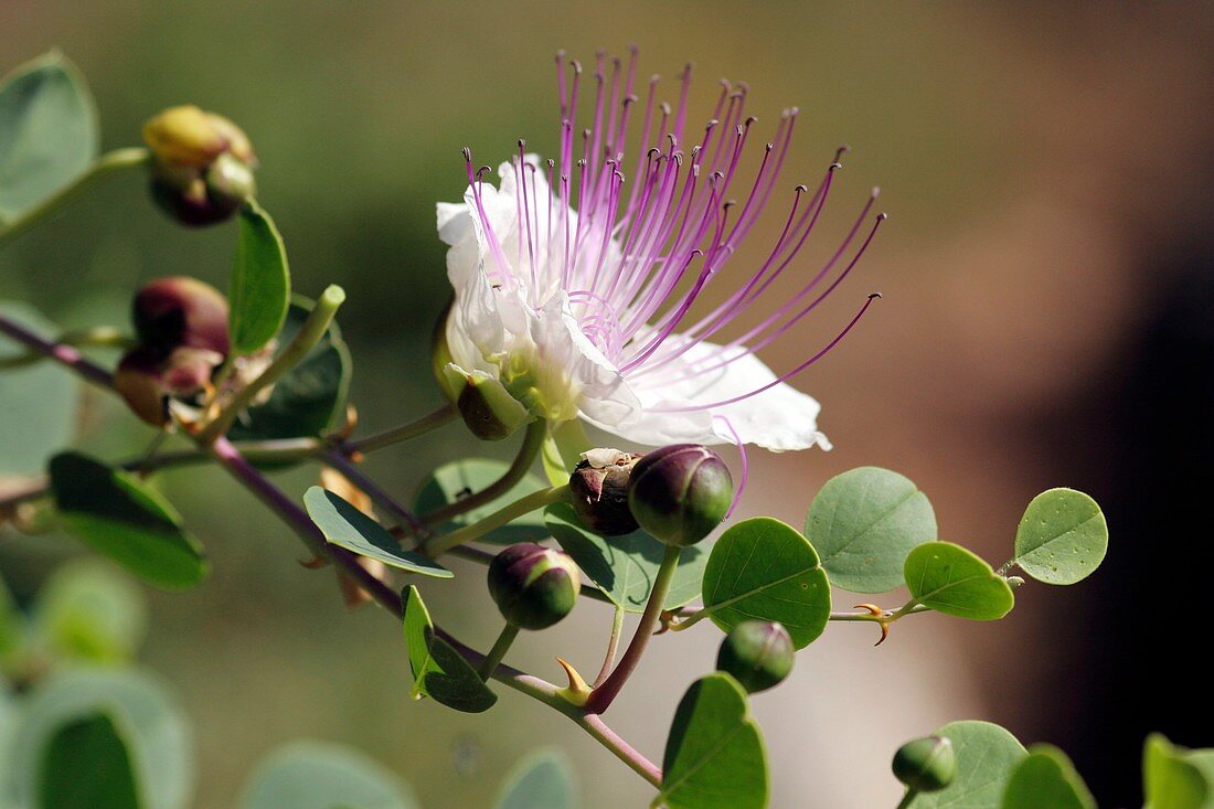 Caper flower and buds