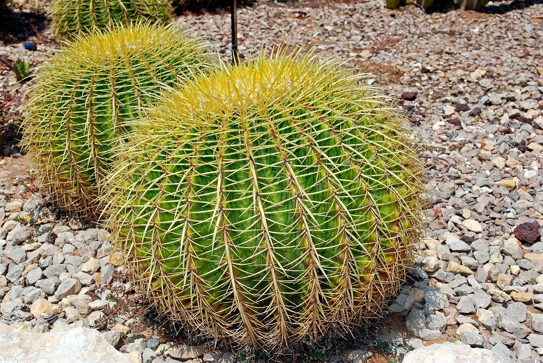 Golden barrel cacti