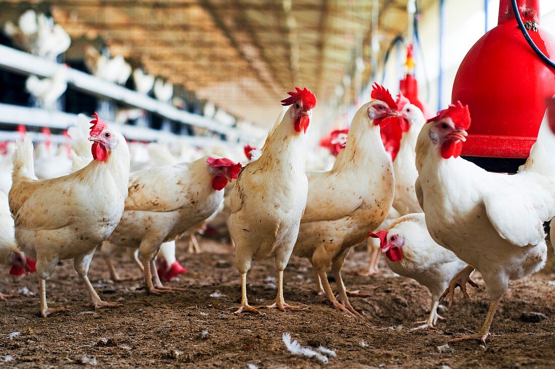 Organic chicken farming