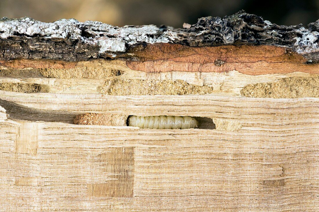 Wood-boring insect larva