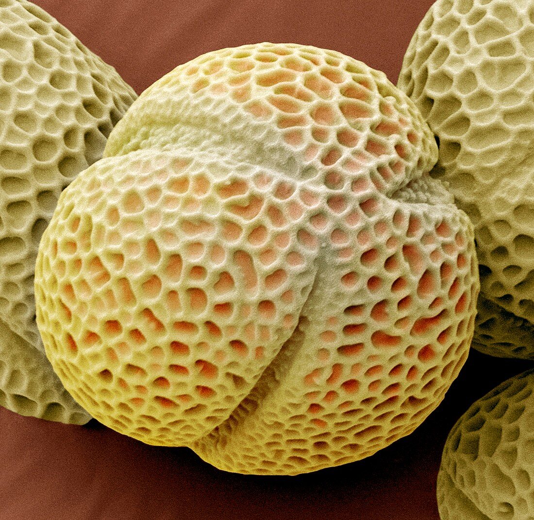 Hellebore pollen,SEM