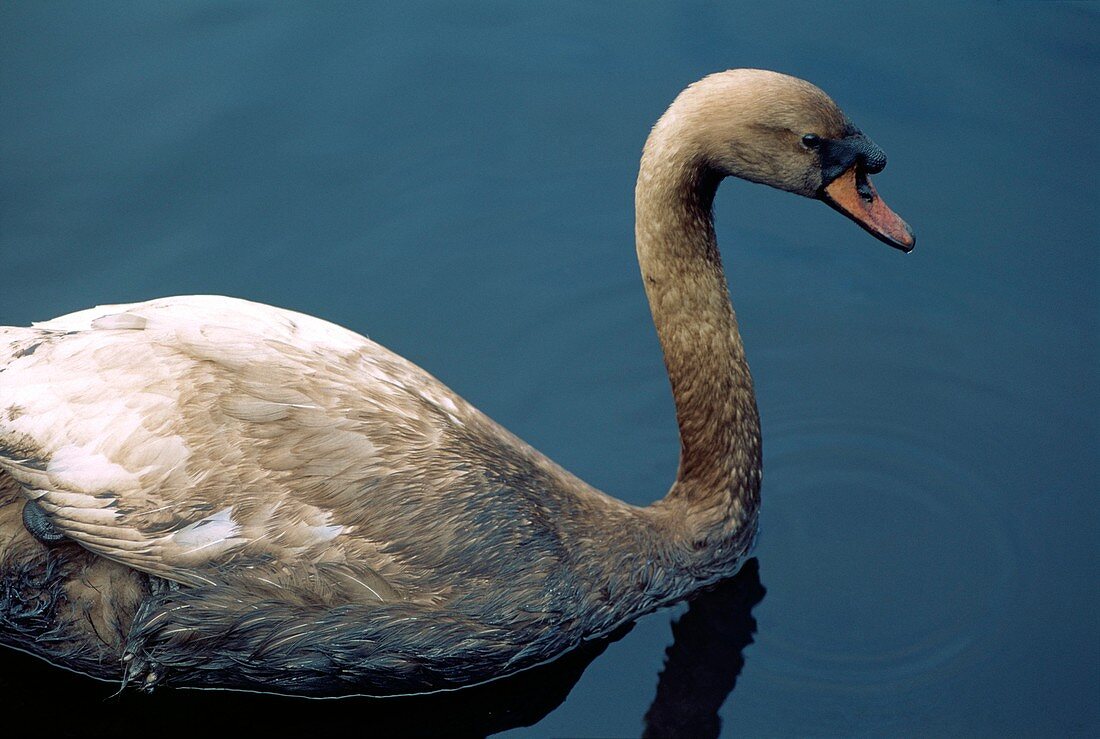 Oil-covered swan