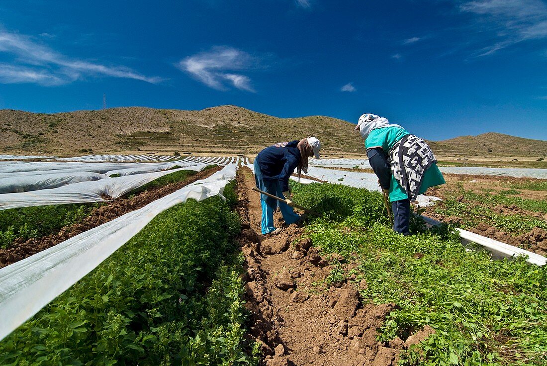 Organic farming,Spain