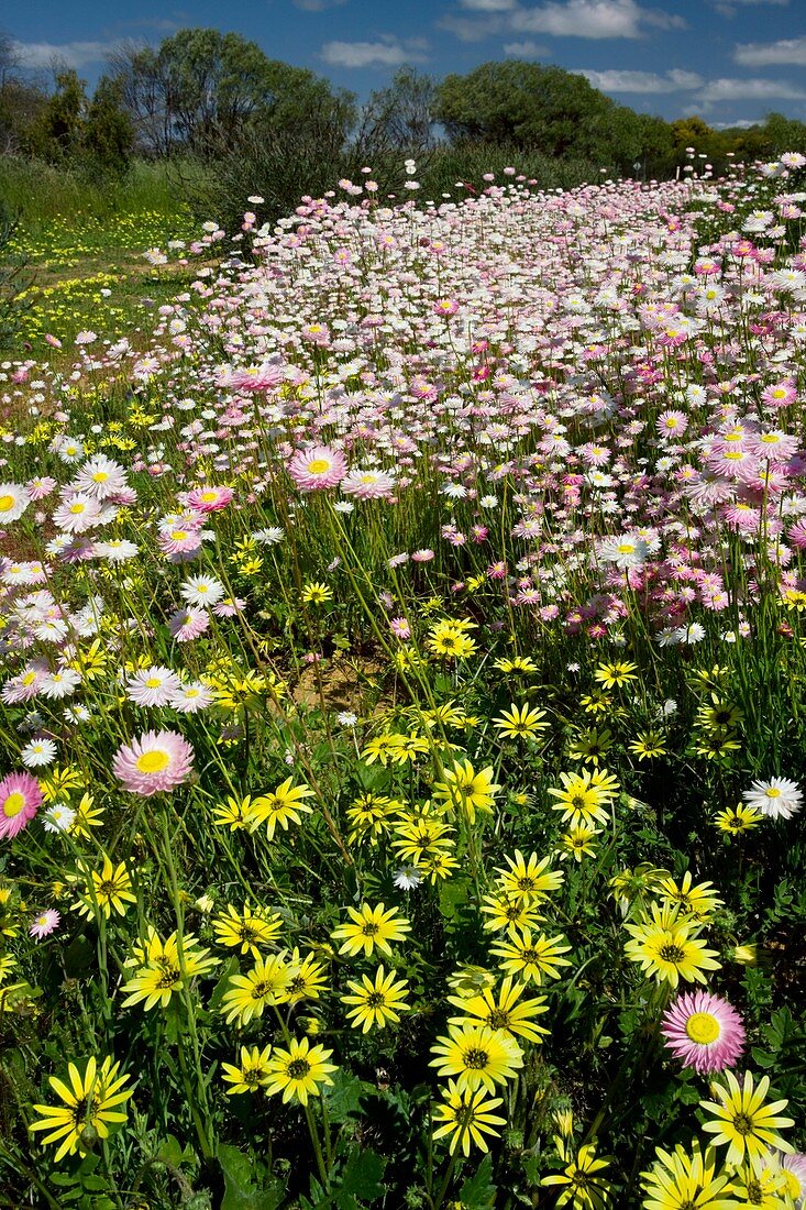 Rhodanthe chlorocephala and Arctotheca