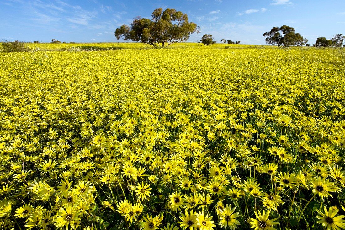 Field of Arctotheca calendula