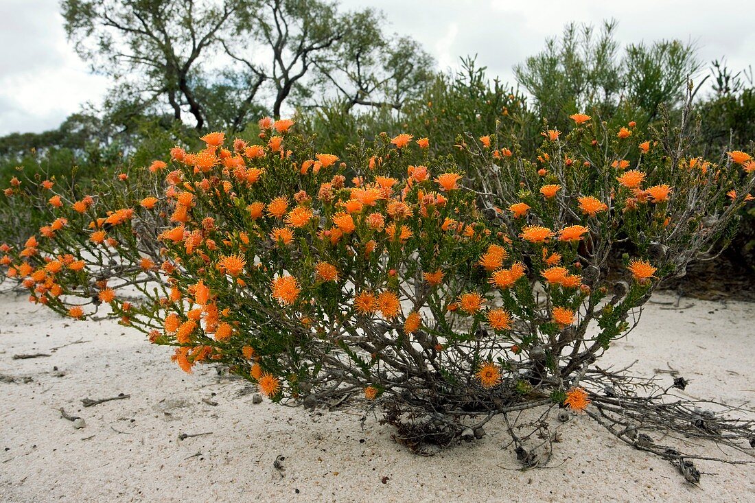 Eremaea brevifolia