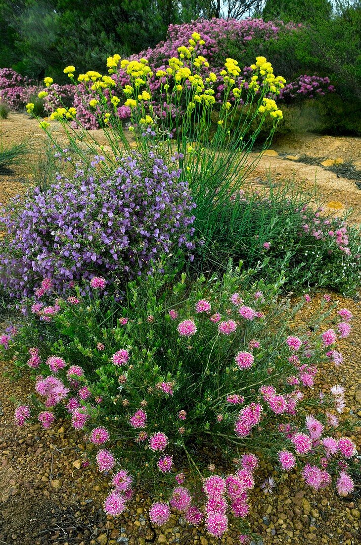 Wildflowers in western Australia